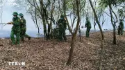 Quảng Trị điều tra làm rõ nguyên nhân vụ cháy rừng phòng hộ ven biển