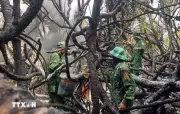 Quảng Trị khống chế kịp thời hai vụ cháy rừng giữa cao điểm nắng nóng