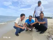 Quảng Trị thả cá thể rùa xanh quý hiếm về lại môi trường tự nhiên