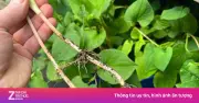 Rễ diếp cá: kho báu dinh dưỡng ít người biết
