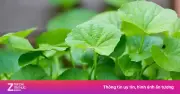 Rau má: Loại rau dại mọc đầy vườn là bài thuốc mát gan, giải nhiệt cực tốt