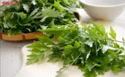 Rau má: 'Vua thảo mộc' rẻ tiền bán đầy chợ Việt, vừa là rau vừa là thuốc quý