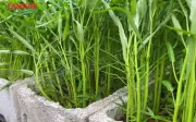 Rau muống Việt Nam giá 'siêu đắt' ở nước ngoài, bán theo từng bó nhỏ