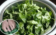 Rau ngót: Lợi ích sức khỏe và những ai nên hạn chế ăn