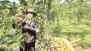 Rau quả Việt Nam cần chuẩn hóa vùng trồng và chế biến sâu để tăng xuất khẩu sang Trung Quốc