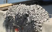 Rác vô hậu bủa vây nhiều tuyến sông ven biển Nghệ An