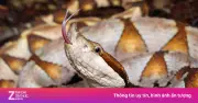 Rắn độc ẩn trong xe máy điện bất ngờ tấn công người đàn ông