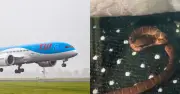 Rắn mất tích trên máy bay chở 345 hành khách, chuyên gia ráo riết tìm
