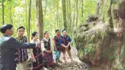 Rừng pơ-mu Hùng Sơn: Di sản sống giữa đại ngàn Trường Sơn