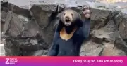Sở thú Trung Quốc tuyển người đóng giả gấu đen lương 390 triệu/năm