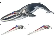 Sự thật gây sốc: Cá voi phun nước từ lỗ thở, không phải nước biển