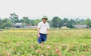 Sâm Bố Chính nở hoa rực rỡ trên đất cằn Hà Tĩnh, báo hiệu mùa bội thu