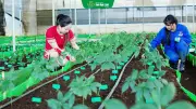 Sâm Ngọc Linh: Từ 'thuốc giấu' đại ngàn đến hành trình trở thành ngành kinh tế tỷ đô