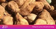 Sâm đất: Vị thuốc bổ tự nhiên giòn ngọt, tốt đủ đường