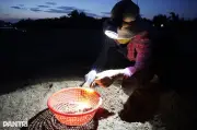 Soi đèn săn 'lộc trời' trên bãi bồi sông Hà Thanh