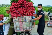 Sọt vải 3 tạ giá 21 triệu đồng, nông dân Lục Ngạn thu tiền tại chỗ