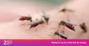 Sốt xuất huyết vào mùa cao điểm, cả nước ghi nhận hơn 50.000 ca, 5 người tử vong