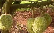 Sầu riêng Đồng Nai vụ mới: Giá giảm, chi phí tăng, nhà vườn lo lợi nhuận