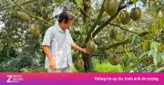 Sầu riêng Thái giảm giá mạnh, nhà vườn lo lắng