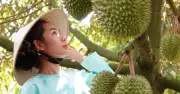 Sầu riêng Việt Nam sẽ xuất khẩu sang Ấn Độ từ tháng 7/2026