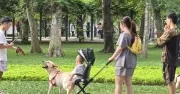 Từ 1/8: Phạt tới 2 triệu đồng nếu không đeo rọ mõm cho chó nơi công cộng