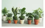 Đặt chậu cây trên bàn làm việc giúp giảm căng thẳng, cải thiện tinh thần