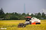 Từ cánh đồng lớn đến vùng nguyên liệu có tổ chức: Tầm nhìn mới cho nông nghiệp