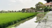 Đất lúa nằm sát đường cạnh khu dân cư có được chuyển sang đất ở?