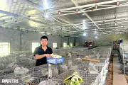 Từ lao động Nhật Bản, chàng trai Nghệ An xây trang trại thỏ 700 con