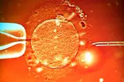 Đột phá IVF mới: Thụ tinh ngay trong cơ thể người mẹ nhờ từ trường