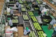 Tỷ phú Trần Bá Dương áp dụng công nghệ ô tô vào trồng chuối, hướng tới xuất khẩu bền vững