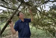 Từ vườn sầu riêng kém hiệu quả, nông dân Cần Thơ thành tỷ phú
