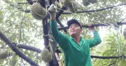 Thợ 'gõ' sầu riêng kiếm tới 2 triệu đồng/ngày ở Đồng Nai