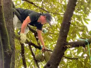 Thợ gõ sầu riêng vào mùa bận rộn nhất năm, thu nhập lên tới 60 triệu/tháng