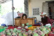 Thủ phủ xoài Khánh Hòa: Thời hoàng kim qua, nông dân tìm hướng đi mới