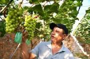 Thợ trang trí nội thất trồng nho mẫu đơn bất ngờ thu hoạch lớn, khách mua nườm nượp