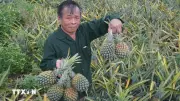 Thanh Hóa: Chín đô đời giá giảm sâu, người dân lao đao