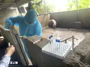 Thanh Hóa khởi tố 3 đối tượng thu mua lợn mắc bệnh để giết mổ tiêu thụ