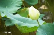 Thanh Khiết Tịnh Khôi Mùa Sen Trắng Ở Cố Đô Huế