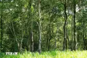 Thảm thực vật khổng lồ biến hóa lá phổi xanh cho đô thị công nghiệp Đồng Nai
