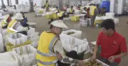 Thương lái Trung Quốc đến tận vườn thu mua nhãn, nông dân Campuchia đổi đời