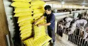 Thịt nhập khẩu tăng mạnh, người chăn nuôi trong nước đối mặt thua lỗ