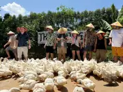 Thung lũng Bồng Lai: Điểm đến du lịch cộng đồng hấp dẫn với trải nghiệm chăn vịt độc đáo