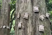 Túi chứa 3.000 con nhện treo trên cây ở Tây Hồ khiến du khách tò mò