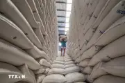 Tái cấu trúc đầu vào cho hạt gạo châu Á