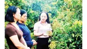 Tín dụng chính sách Hưng Yên: Điểm tựa vững chắc cho giảm nghèo bền vững