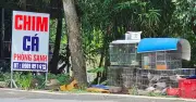 TP.HCM dẹp nạn mua bán chim cá phóng sinh trái phép, chợ vùng ven vẫn tấp nập