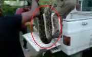 Trăn khổng lồ siết chết dê giữa khu dân cư ở Ấn Độ