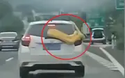 Trăn Miến Điện dài hơn 3 mét bám ô tô trên cao tốc Trung Quốc