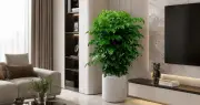 Trồng cây hạnh phúc trong nhà hay ngoài trời? Cách đặt và chăm sóc chuẩn phong thủy